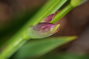 The Iris Spathe